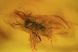 Detailed Fossil Wasp (Hymenoptera) In Baltic Amber #84636-1